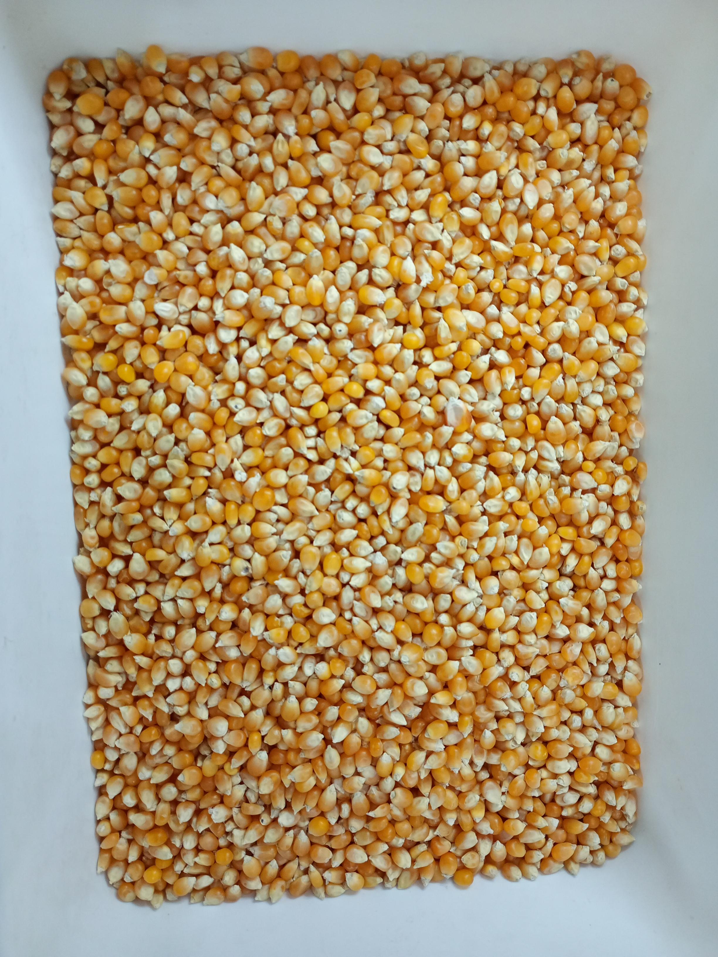 Maíz - ArgentiTrade